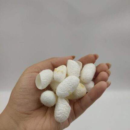 پیله ابریشم ۴ عددی